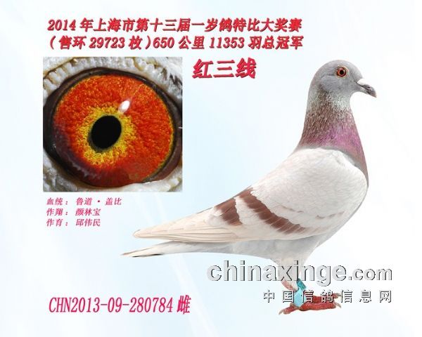 绛鸽带有黑金的好吗,绛鸽特点