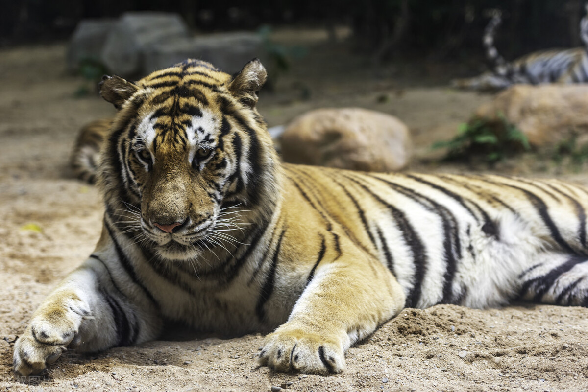 巴基斯坦用上中国制造，我们收获了用户好评，还接收了重要信号！