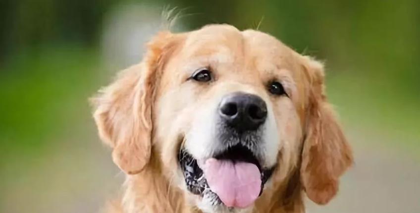 家里养的狗身上有细菌吗,猫狗身上的细菌对人体的伤害