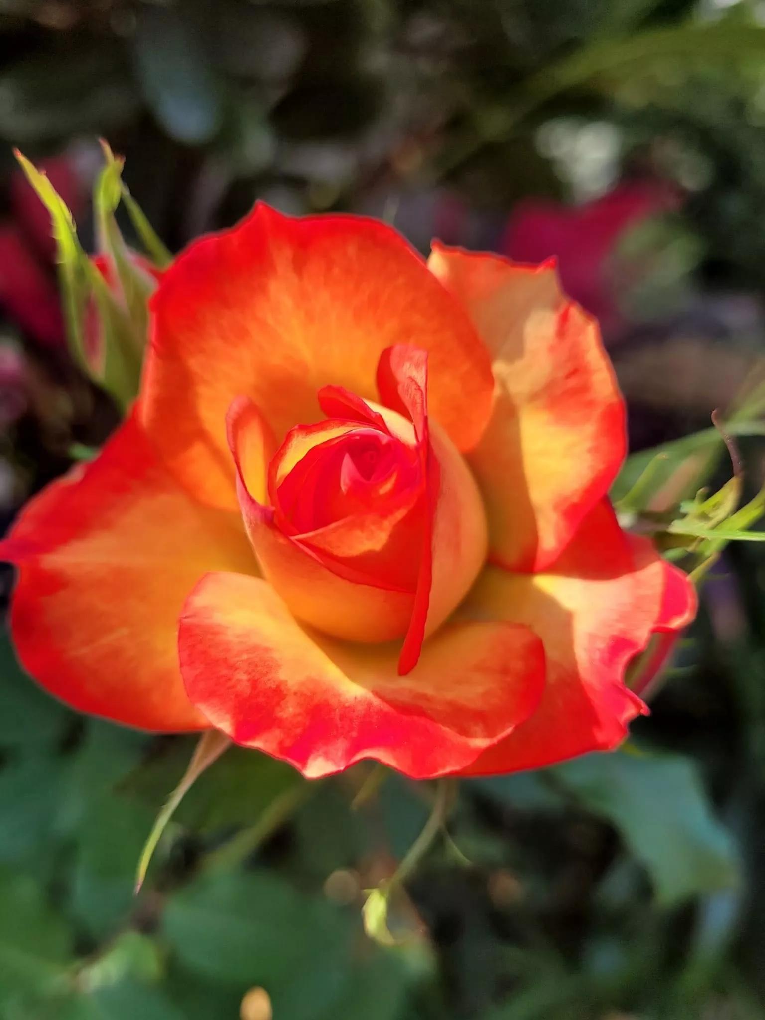 月季品种醉花,月季品种大全及图片欣赏