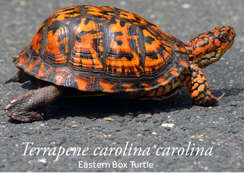 养北美鳄龟的龟友,箱龟种类图片大全