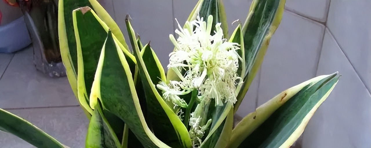 寓意吉利的花有哪些,哪一种花寓意带来好运