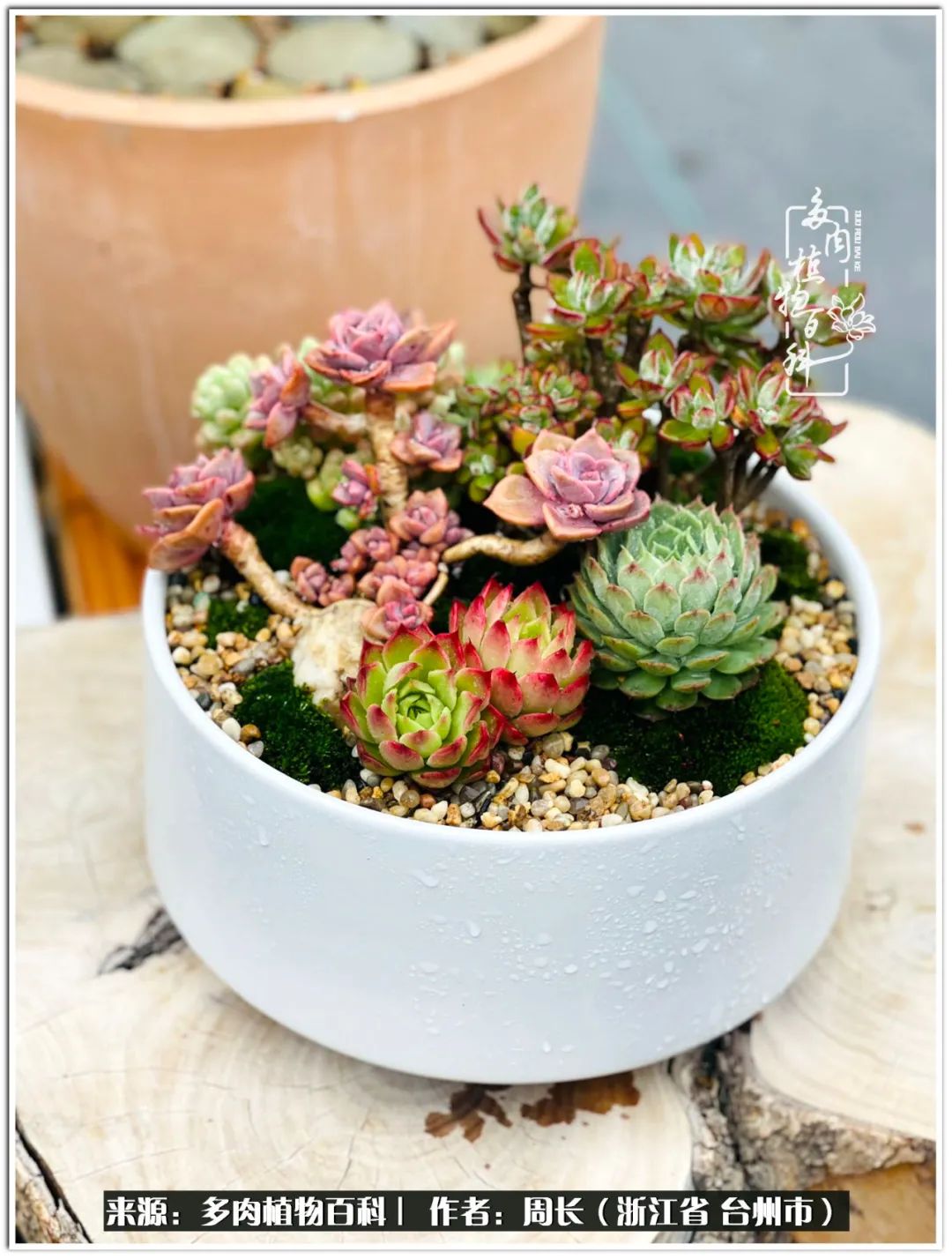 云南树脂粘土多肉组合拼盘创意,多肉拼盘的五个要点是什么