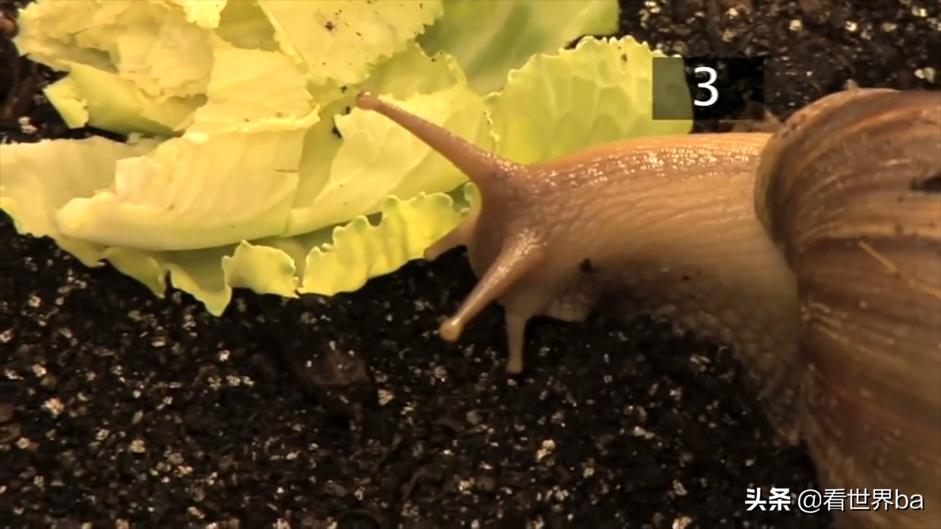 全球肆虐的非洲大蜗牛，是非洲人的美味，中国吃货：这个真不敢吃