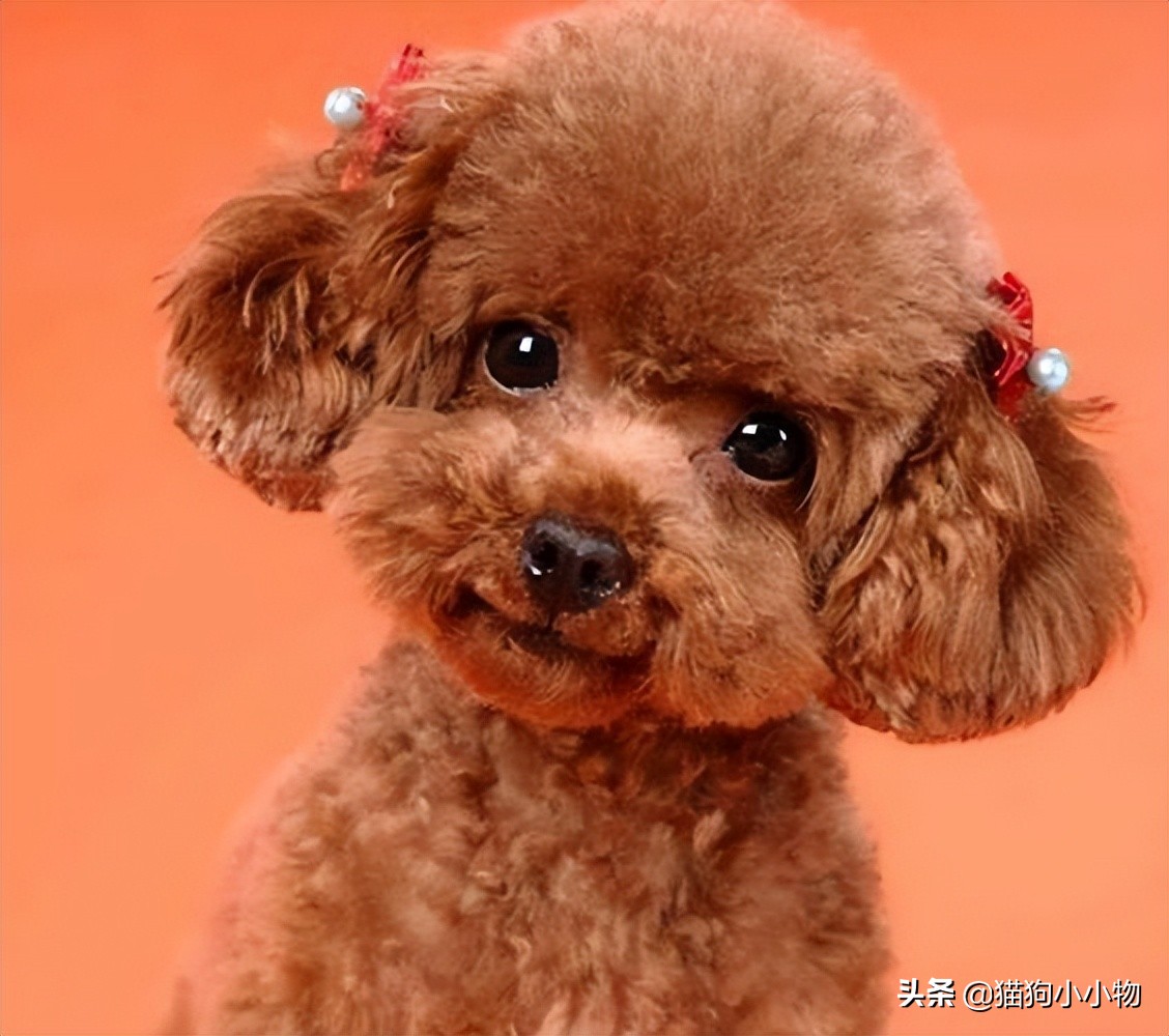 泰迪为啥那么讨人厌,泰迪真的好色么