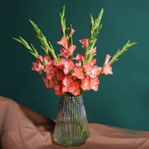 “切花之魁”，不要花大价钱去买了，自己种真的很方便