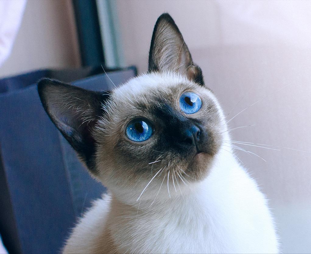 有什么可爱乖巧的狗猫推荐,什么猫咪粘人又好养还好看