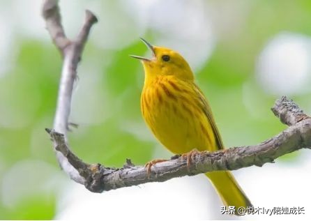 历尽千帆后的平静与淡泊——小学必背古诗王维《田园乐》详解