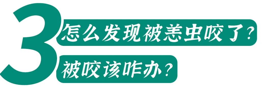 恙虫到底有多可怕？致死率极高