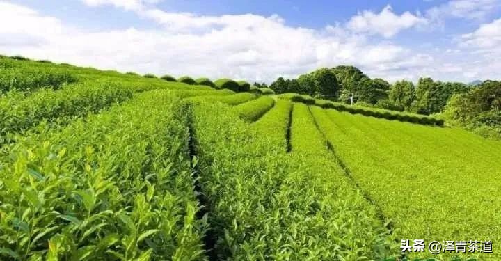 为什么茶树的南比北多,茶树生长的原因有哪些