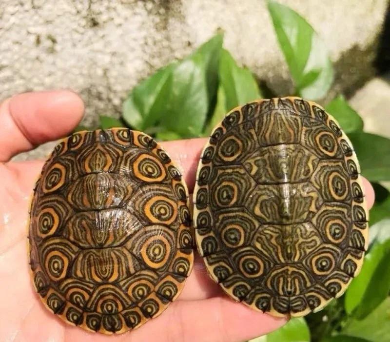 国龟之美黄喉,黄缘龟国龟之美