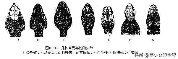 被五步蛇咬到会死吗,被五步蛇咬了走五步会死吗