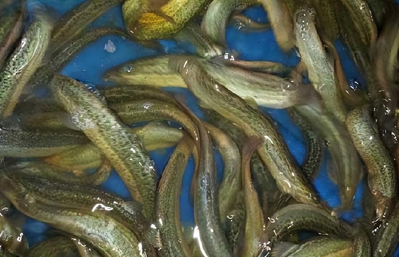 泥鳅养殖病害防治方案,养殖泥鳅易出现的病害