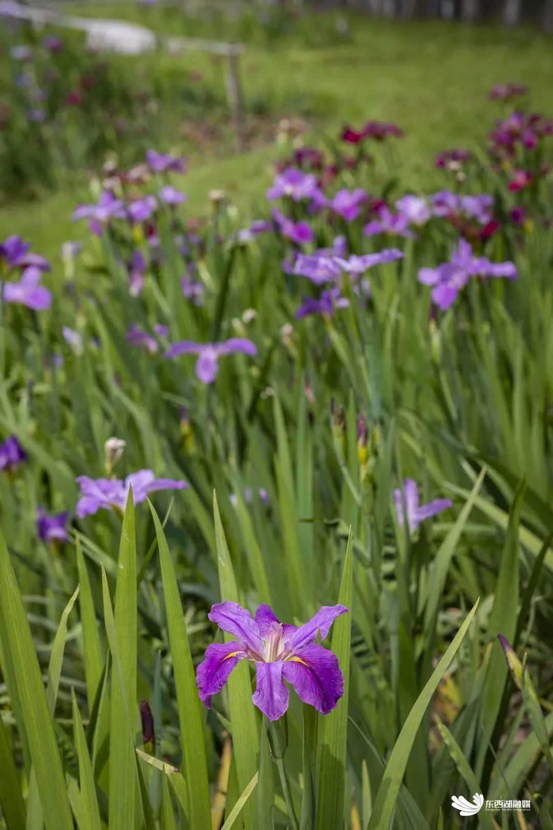 武汉东西湖奥林匹克花园,武汉东西湖碧海花园