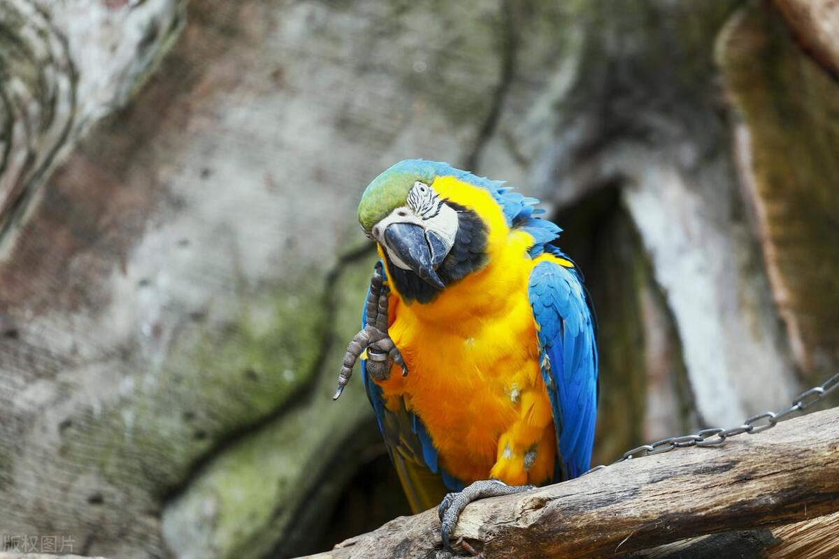 鹦鹉忽然啄羽毛怎么办,鹦鹉突然拔自己羽毛