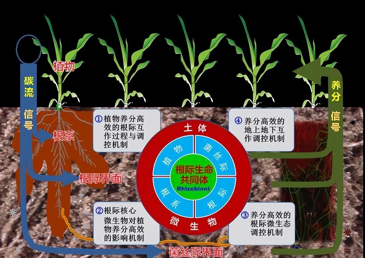 促进水稻氮素吸收利用的途径,促进水稻根系生长的措施