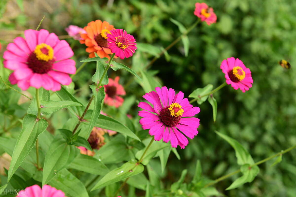 春风十里不如你，山长水远念着你，我在你的远方牵挂你一生