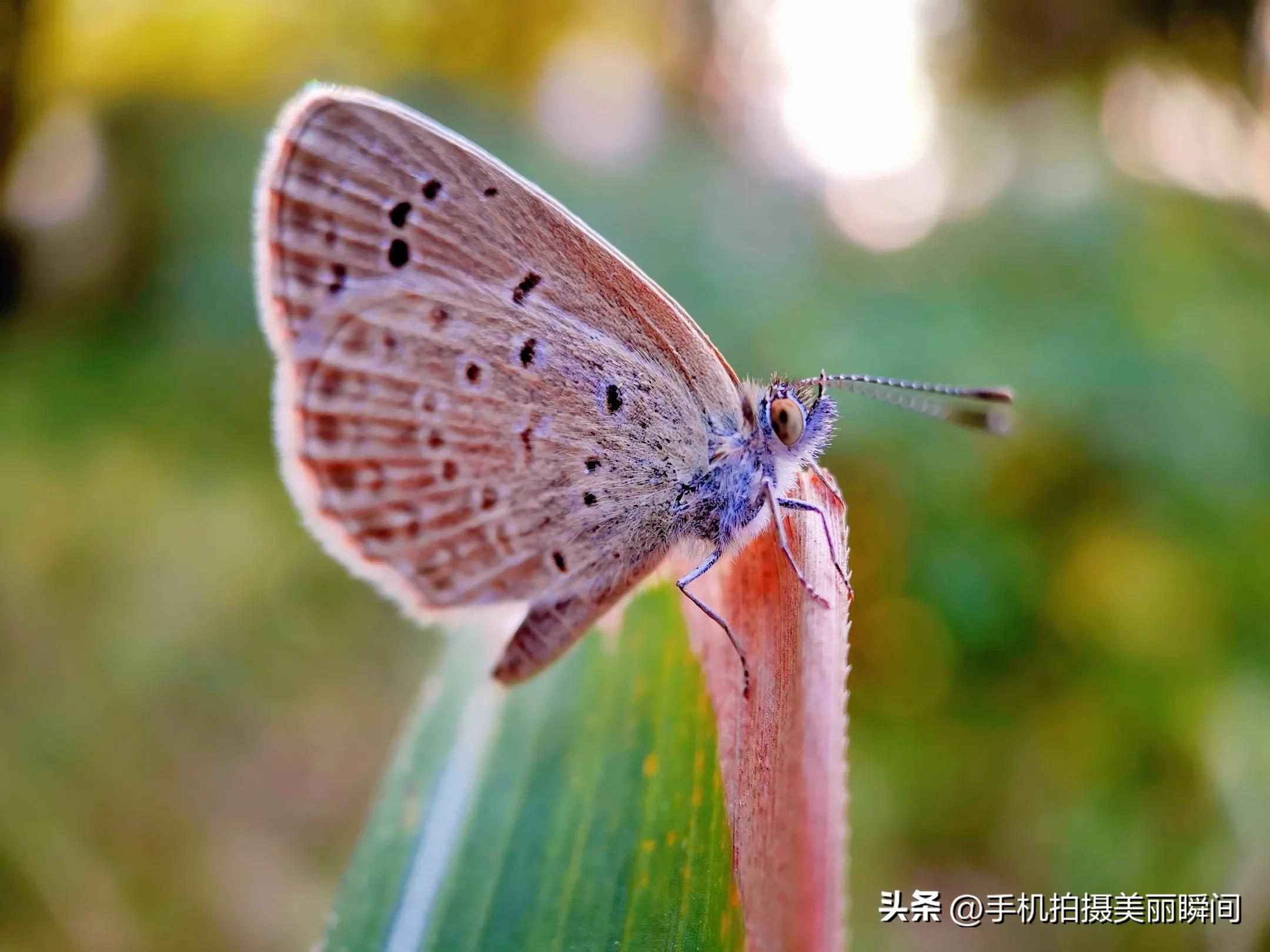 手机拍摄视频的参数设置,什么手机拍摄视频效果好