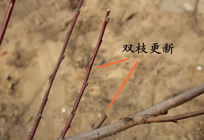 桃树花芽分化后修剪,桃树花芽不多怎么修剪