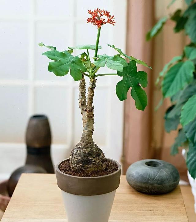 家中养8种盆栽树,客厅养什么盆栽树最好