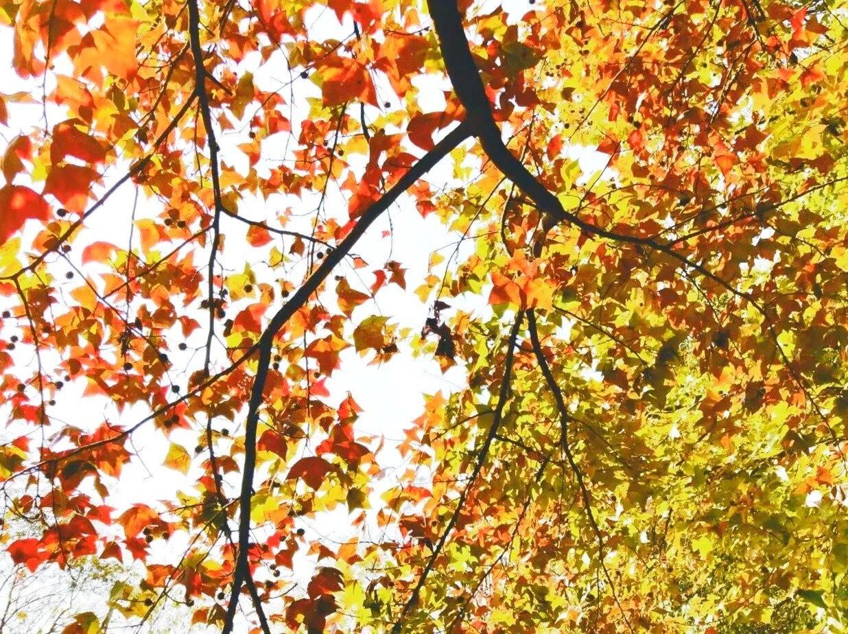 赞美秋日的经典诗,赞美秋日伤感的诗