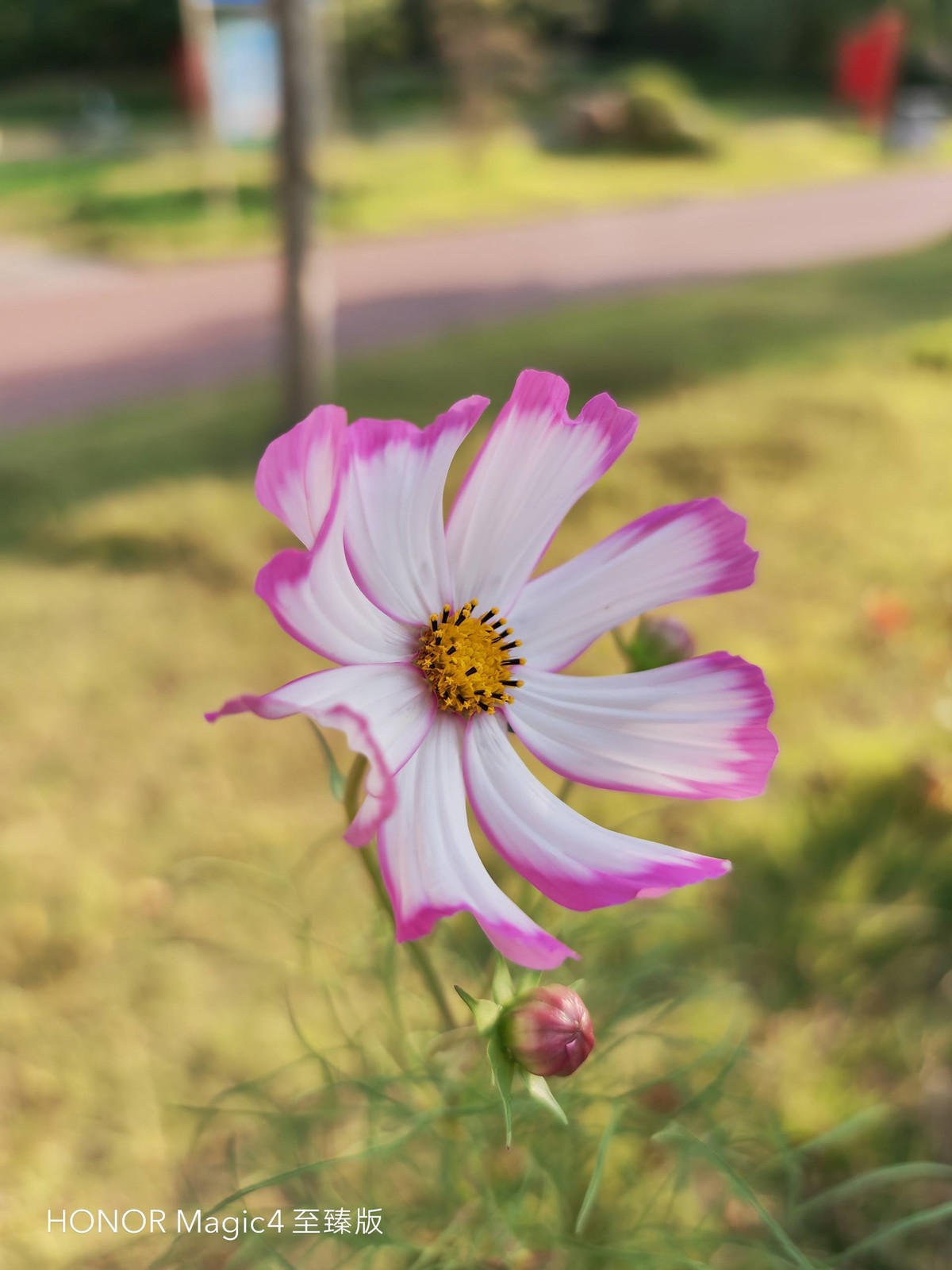 荣耀magic4至臻版体验一个月后,荣耀magic4至臻版全套实拍图