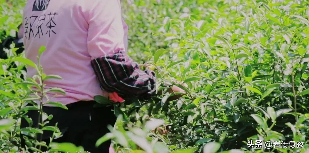 武夷山牛栏坑肉的独有的口感,武夷山的牛栏坑到底有多大