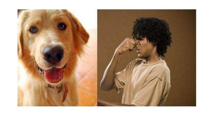 有一种狗很臭,狗狗身上很臭咋办