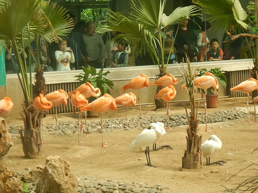 大兴野生动物园之旅,北京野生动物园和猛兽亲密接触