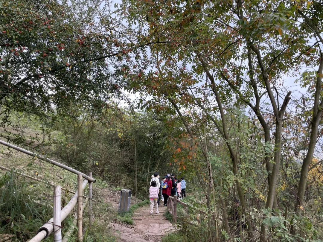 成都旅游豌豆尖,成都仰天窝近郊爬山推荐