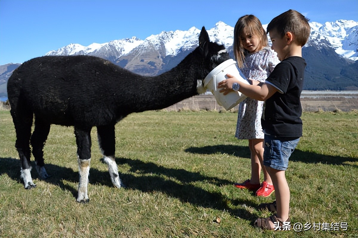 新西兰格伦诺基动物体验农场:一家以动物体验为主题的特色农场
