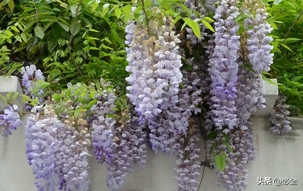 常见的藤本有哪些植物,广西常见的藤本植物