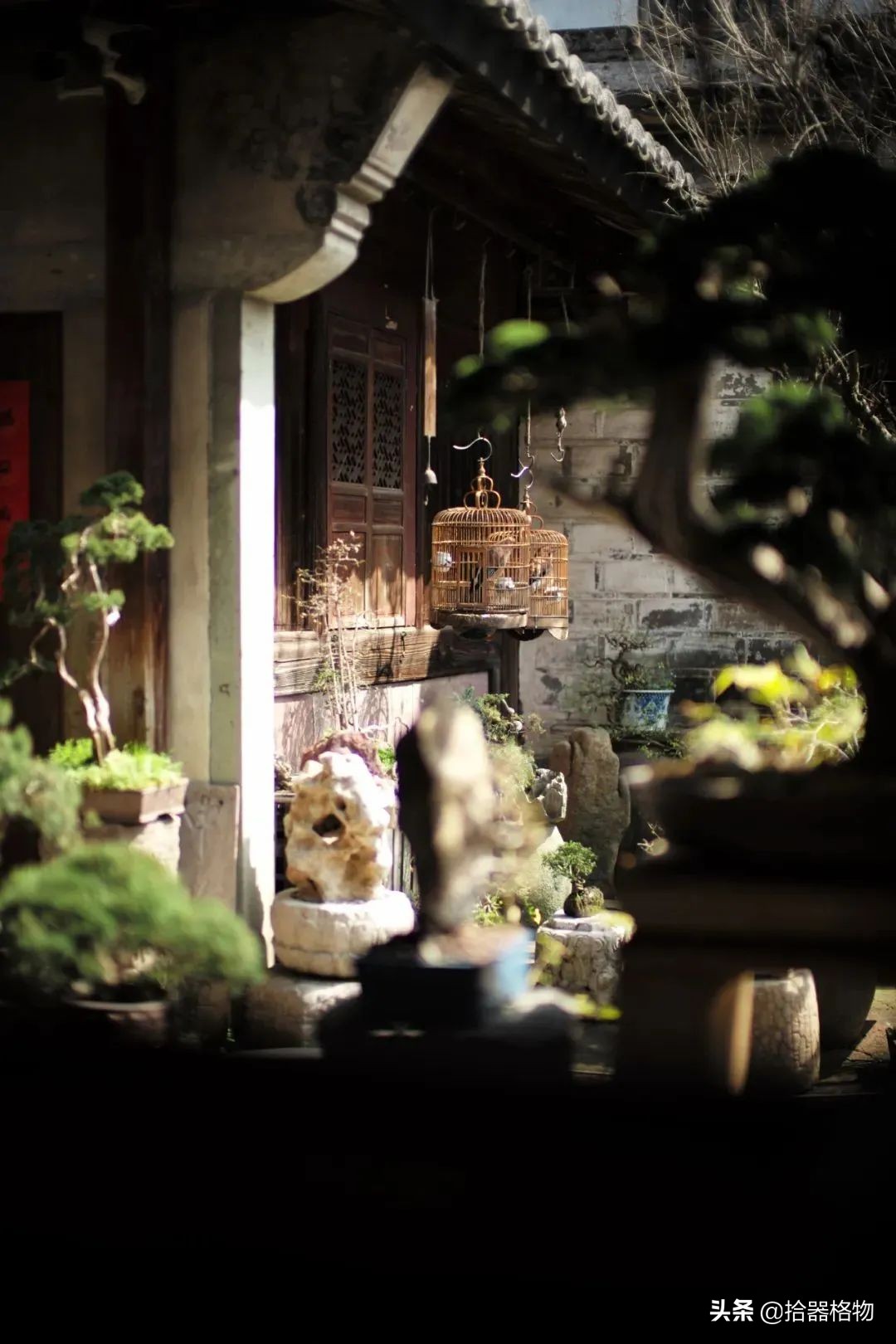 闲情雅致盆景造型,闲情逸致栽花种草