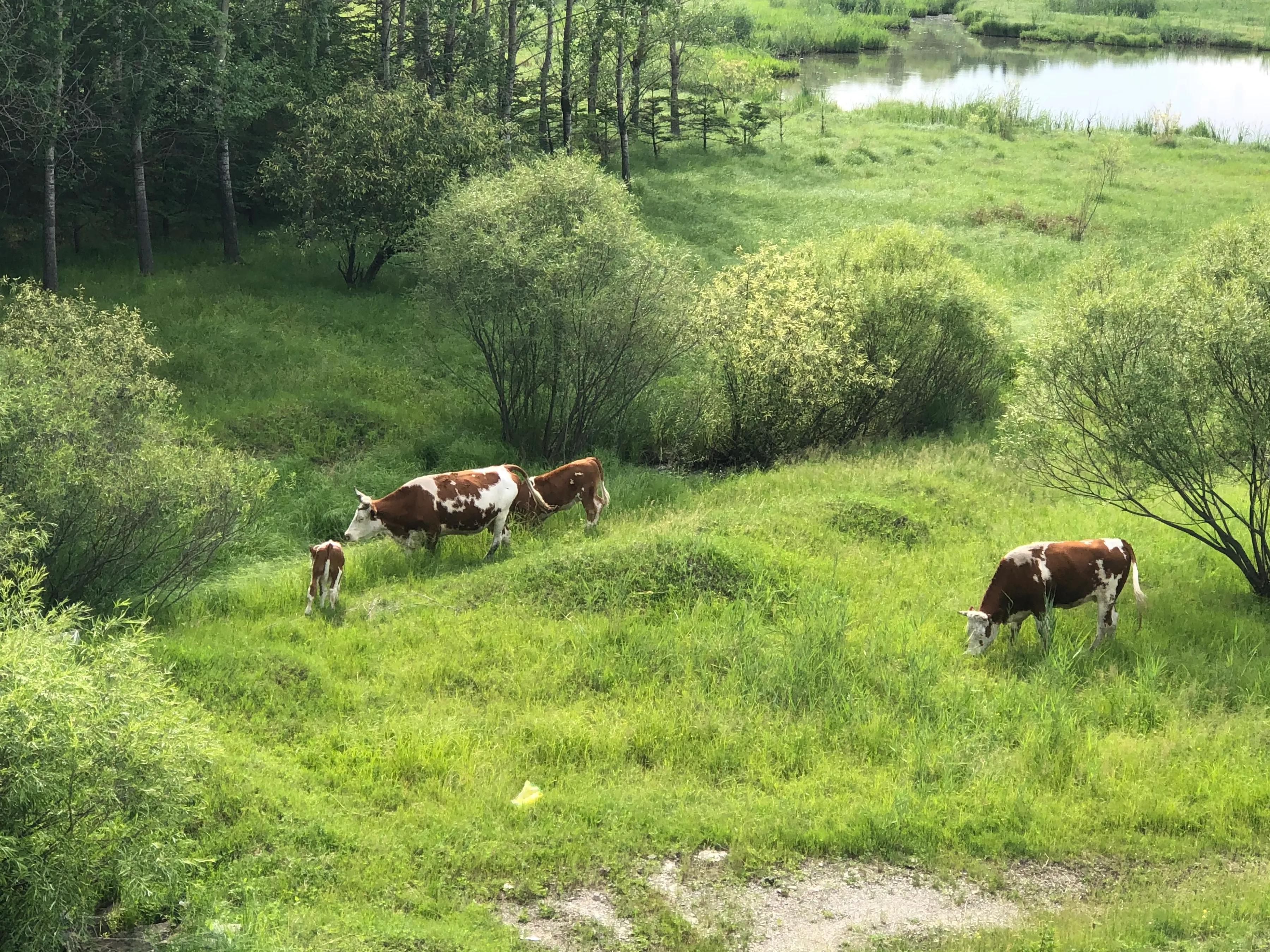 牛之道馅饼,牛之道特色