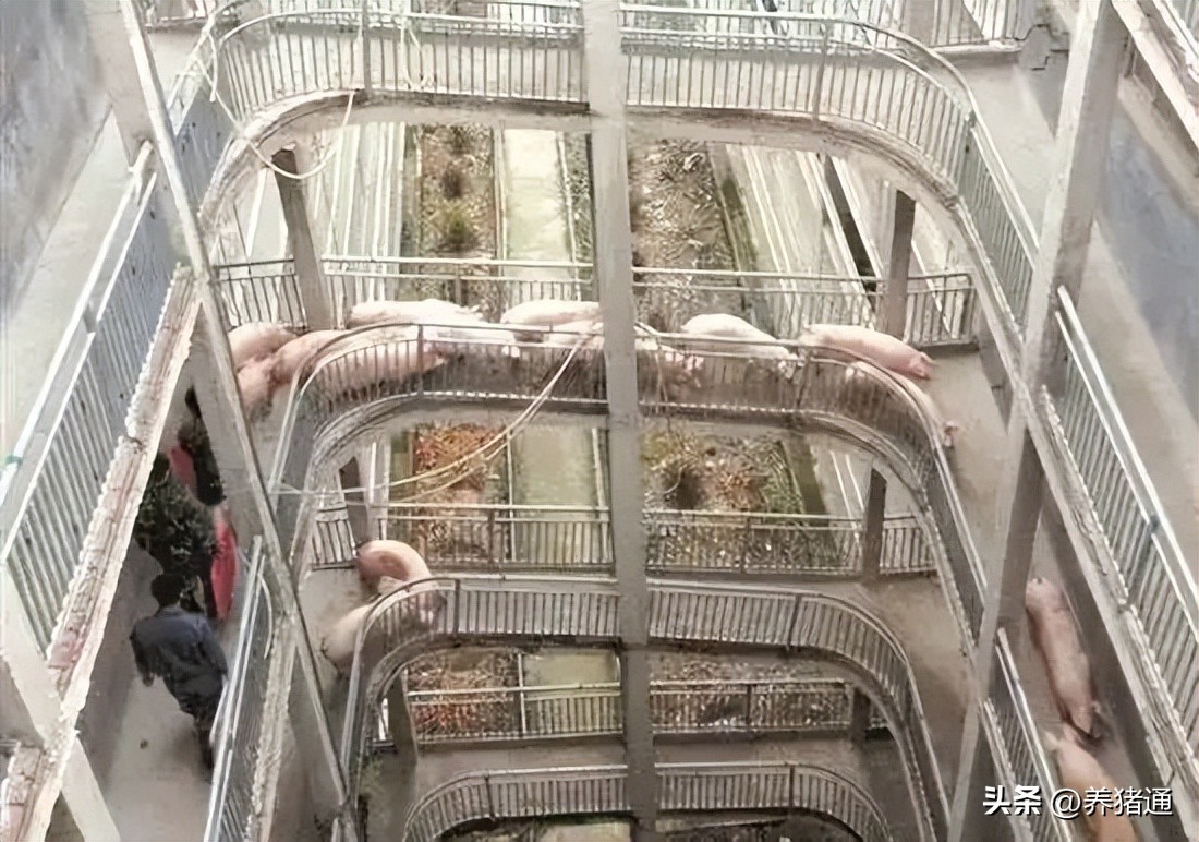 “最高养猪大楼”即将投产！投资近百亿，“楼房养猪”靠谱吗？