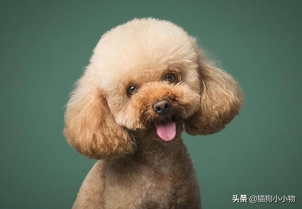 泰迪为啥那么讨人厌,泰迪真的好色么