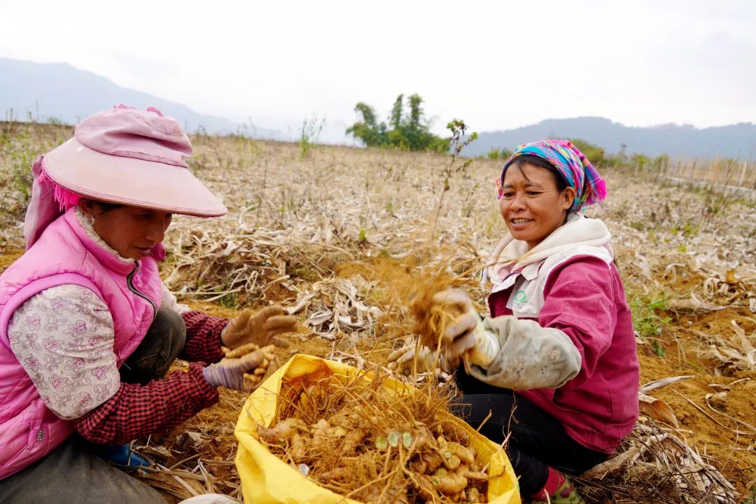 莪术种植一亩利润及生长周期,莪术种植基地