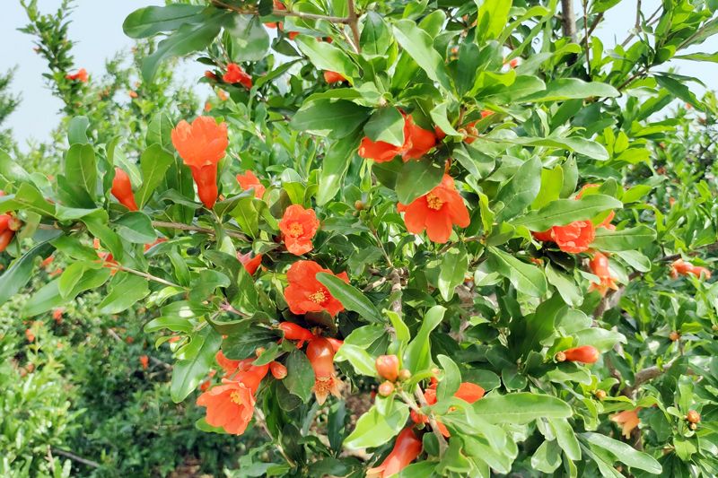 速来，这个初秋，你和石榴有个约会