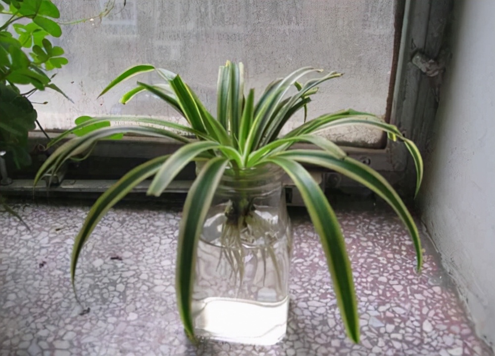 我家卫生间被一种植物“占领”了……