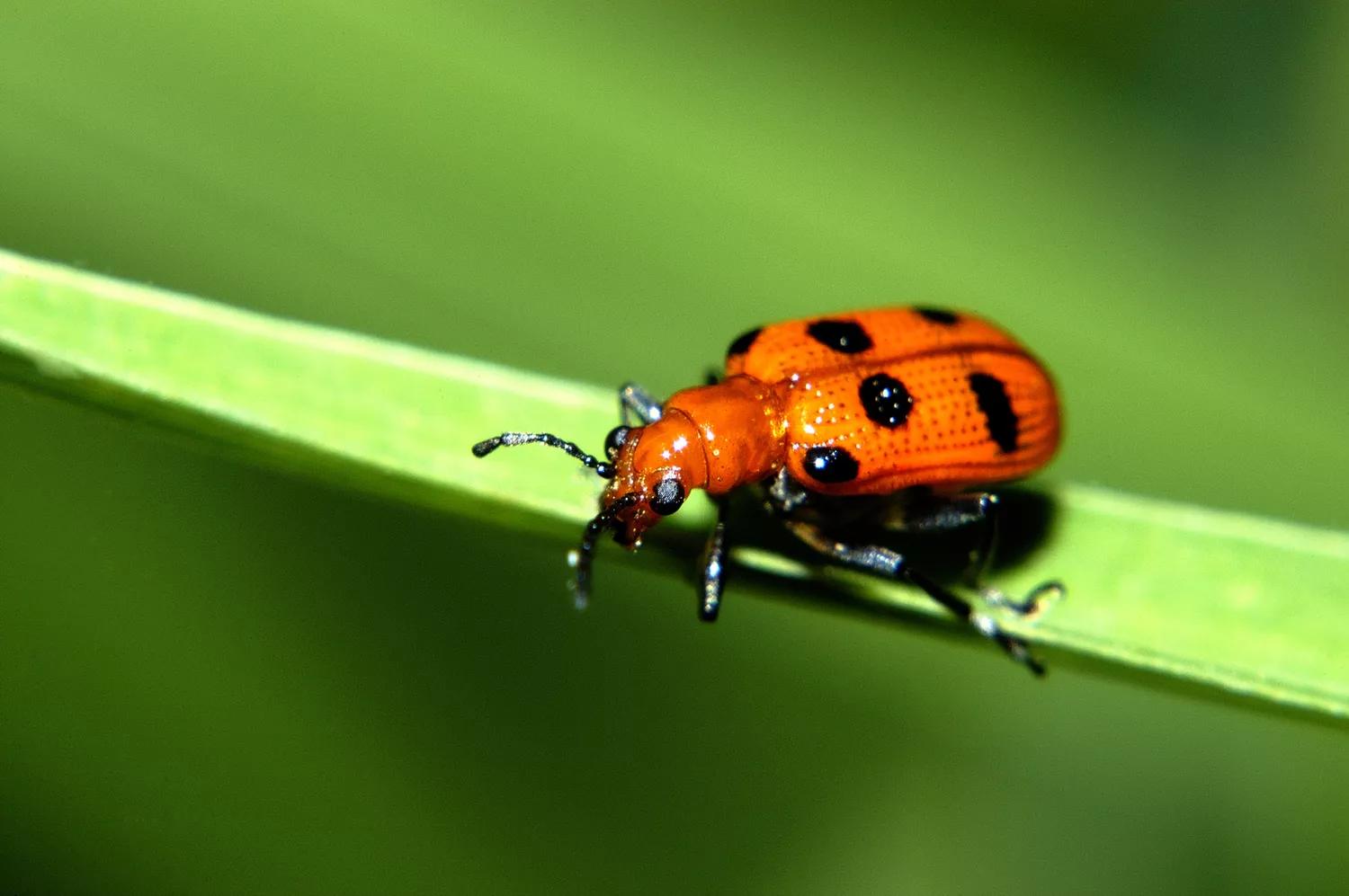 菜园十大害虫,常见病害虫及治疗方法
