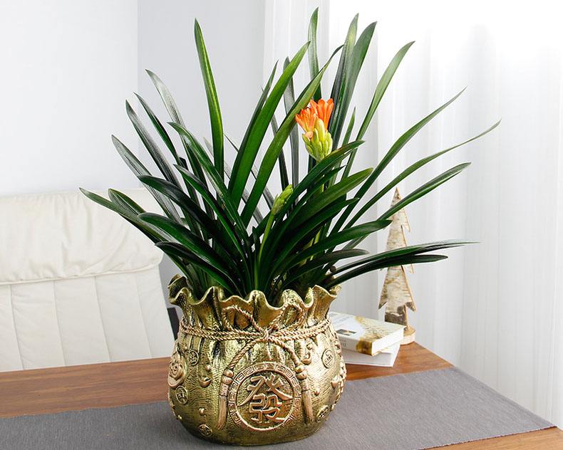 5种花清新淡雅好漂亮,5种花卉夏天不怕晒越晒开花越多