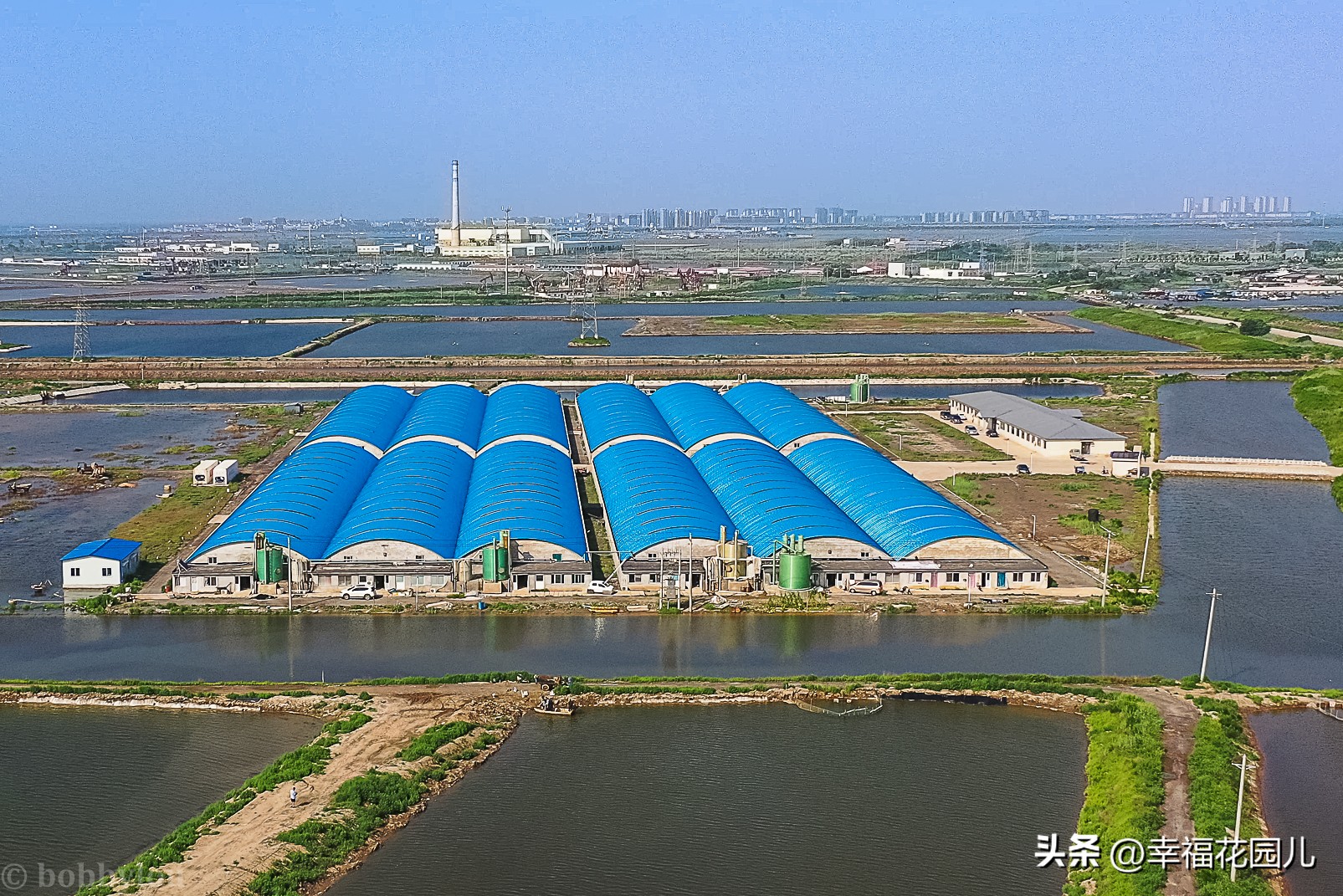 美味河豚有多金贵？养殖就有多娇贵！十里海河豚小镇探秘美食之源