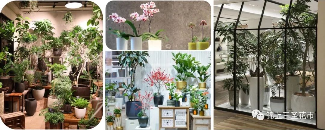 成都花市营业时间,成都2024花市时间表