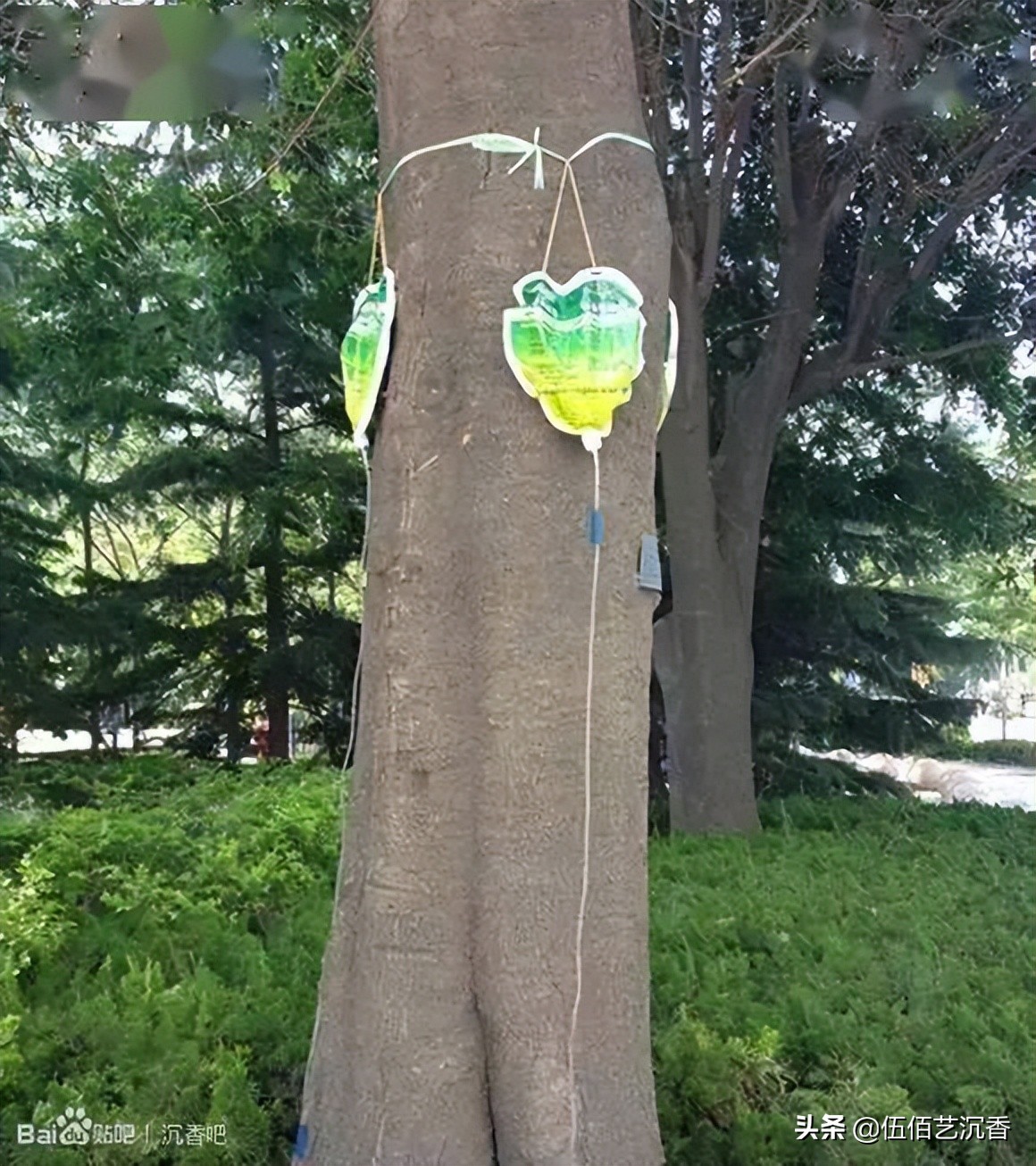 沉香造假最新视频,沉香造假的手法