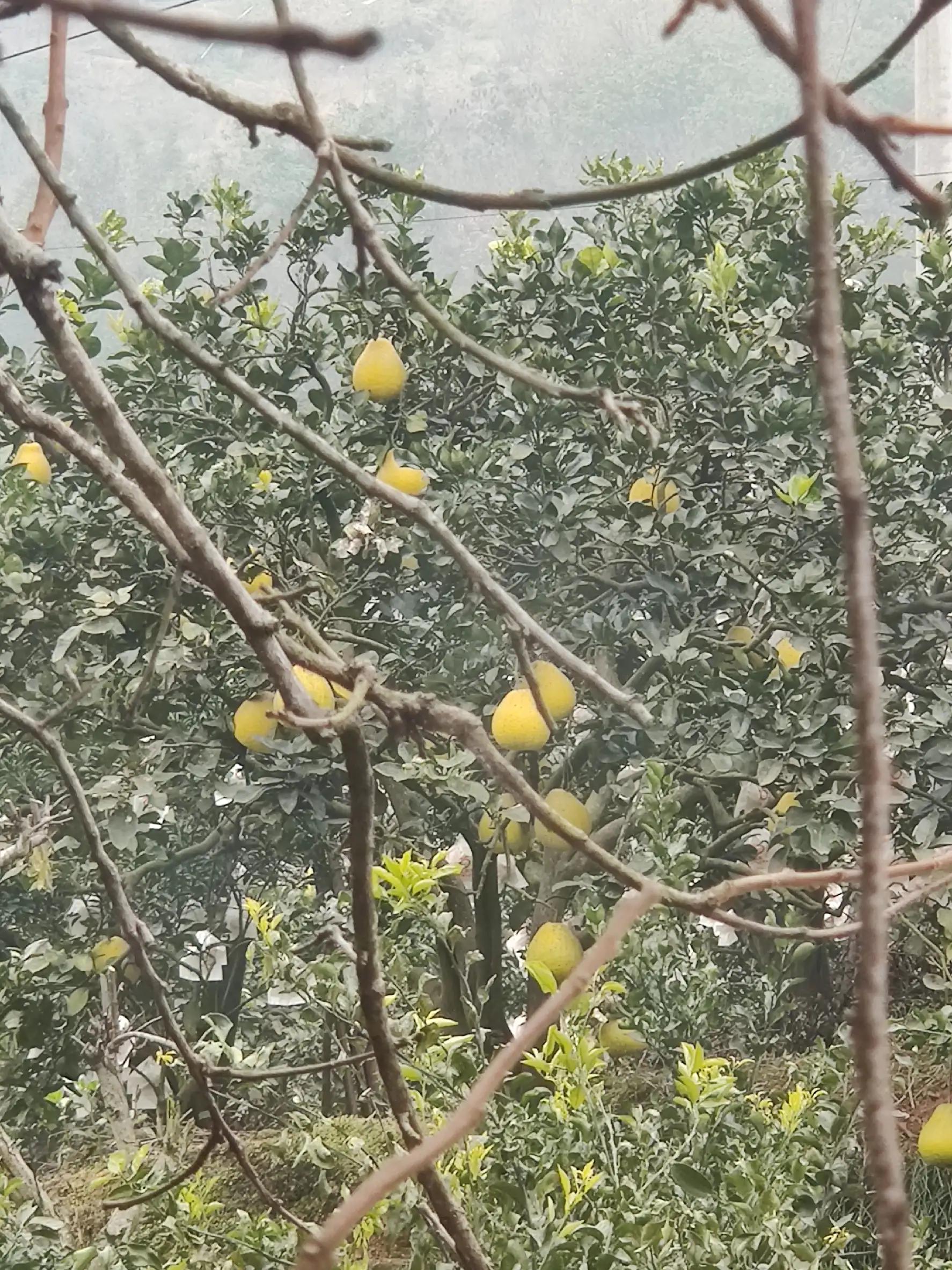 美味柴火鸡铁锅炖,美味柴火鸡汤