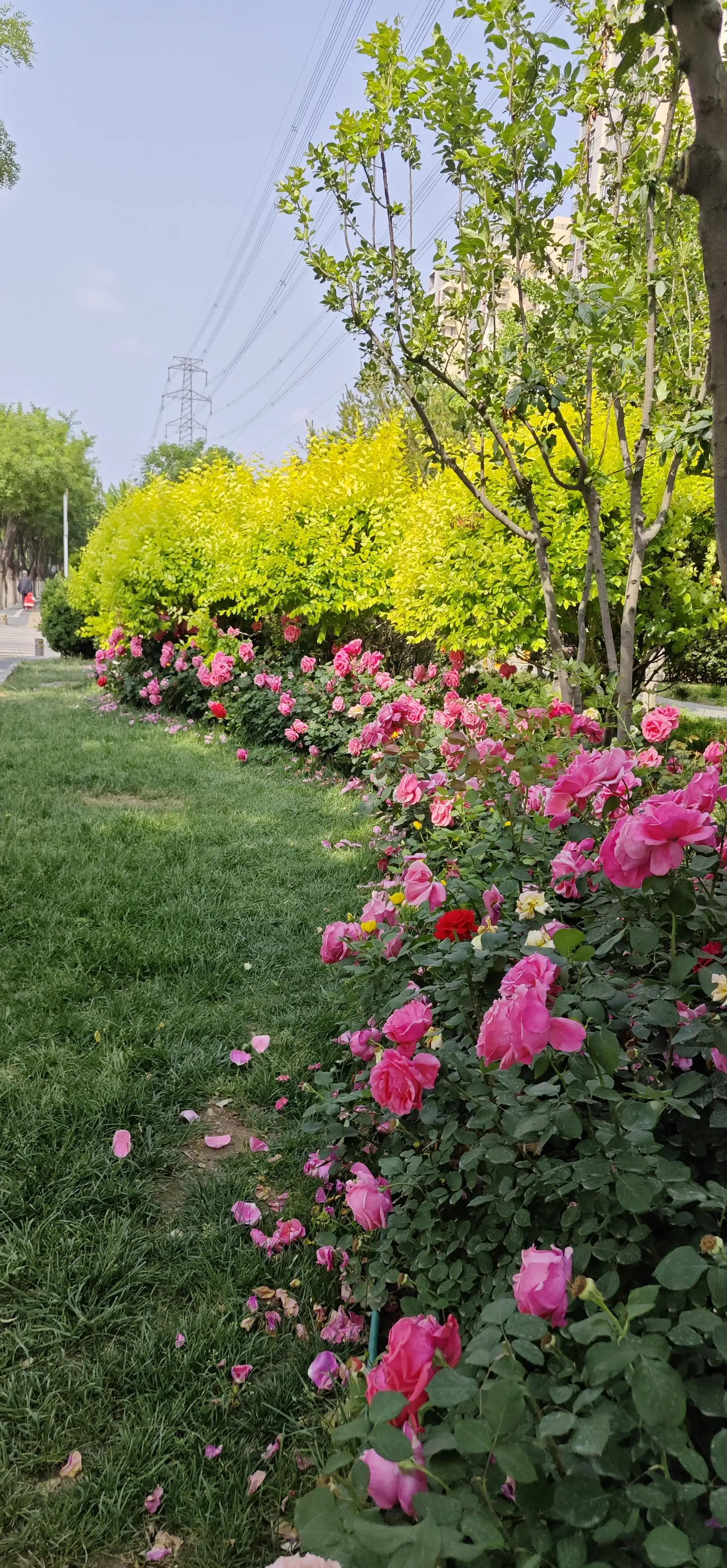 春天的月季花的描写,春天的月季花是什么颜色