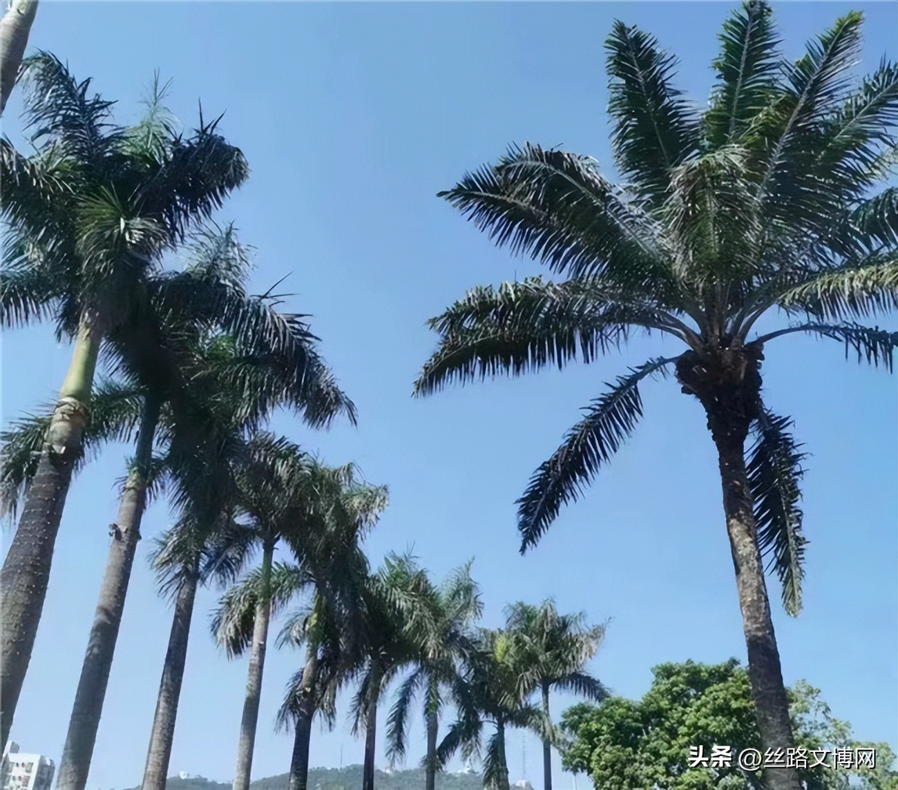 黄河名家‖诗咏魅力珠海