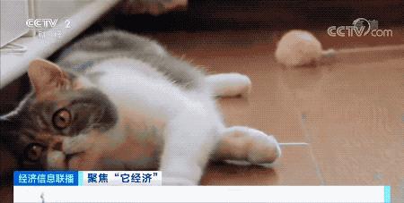 1个视频就能赚几十万元？！“它经济”火了