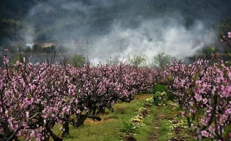 桃木为啥能辟邪,为什么桃木能辟邪和化煞