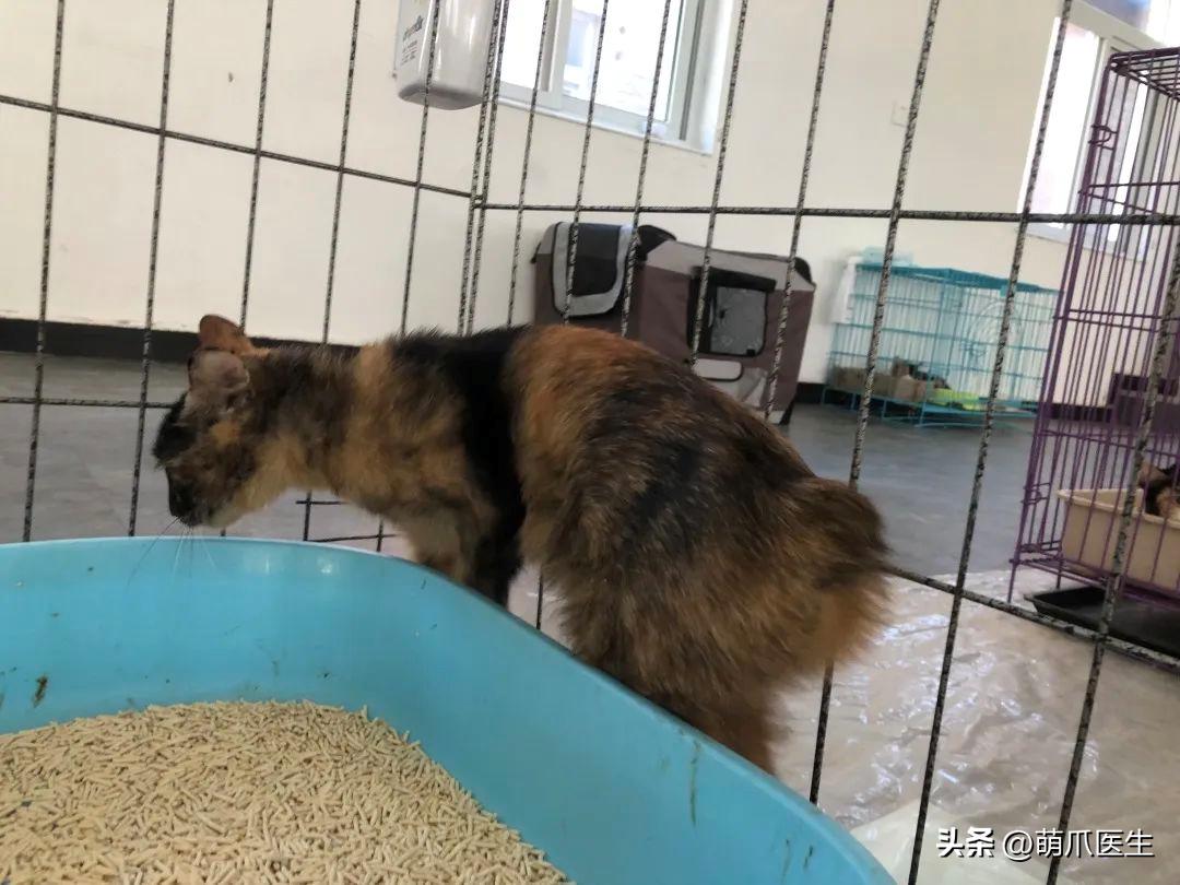 有的猫身体很软有的猫就硬,有的猫就是天生的坏种